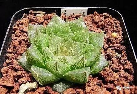 金风玉露91baby柳,探寻古典与现代的交融之美