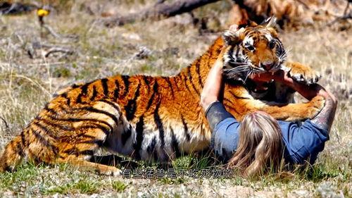 斩虎搞笑名场面91,笑料横生，虎口脱险！